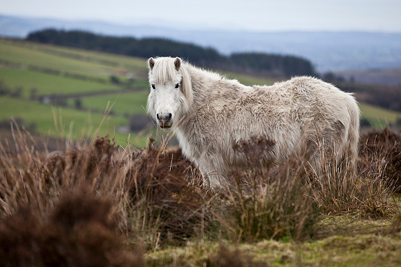 Abandoned Ponies left on Doon Mountain in County Fermanagh.