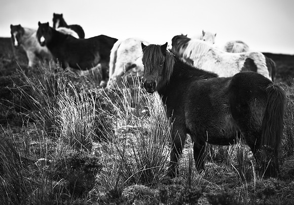 Abandoned Ponies left on Doon Mountain in County Fermanagh.