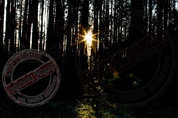 Sunburst through trees at Coolnasillagh