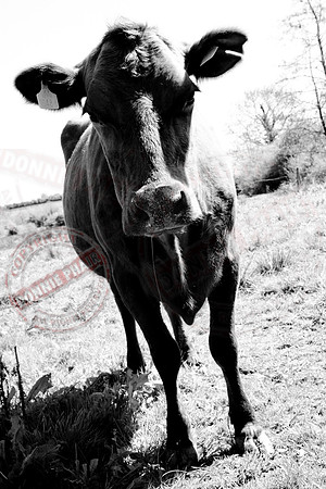 "The Inquisitive Cow"