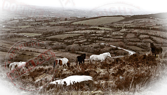 "Wild Ponies"