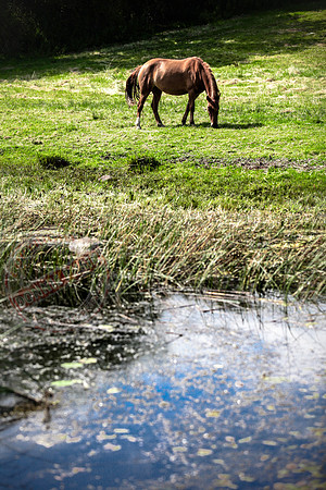 The Horse and the Lough