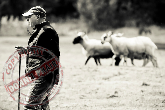 Sheepdog Trials in Belcoo.