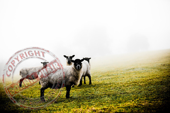 Sheep taken after a football final in Tempo.
