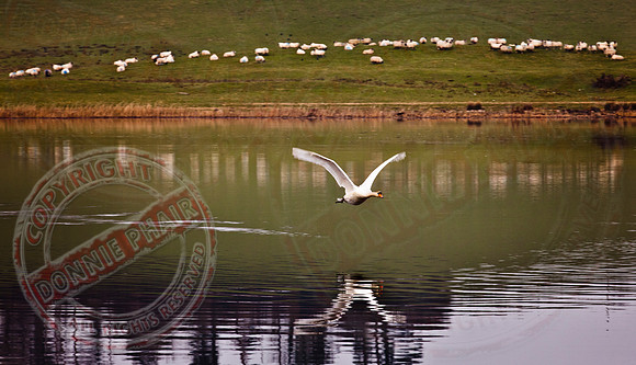 The Swan and the Sheep"