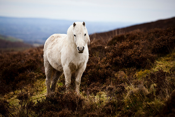 Abandoned Ponies left on Doon Mountain in County Fermanagh.