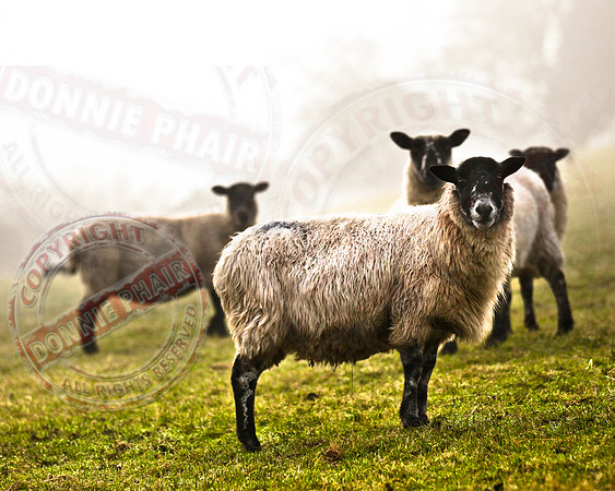 Sheep in a fog.