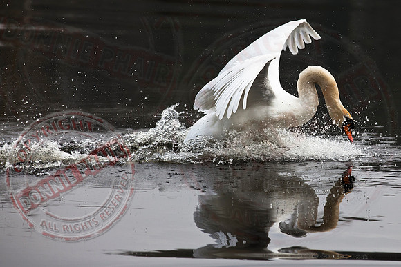 A Swan "Landing on a mirror"