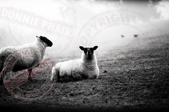 Sheep in a fog.