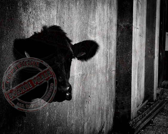 Hole-y Cow