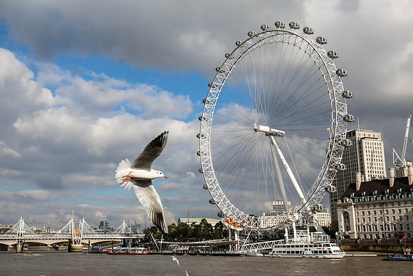 The London Eye with Seagull