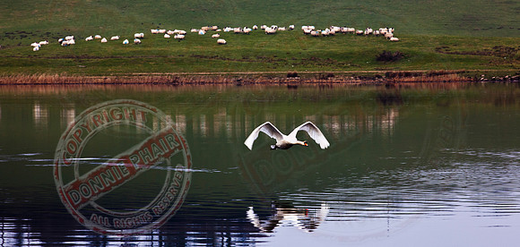 "A swan in Flight"