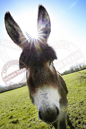 Sunburst over a Donkey.