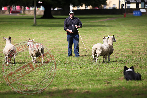 Sheepdog Trials in Belcoo.