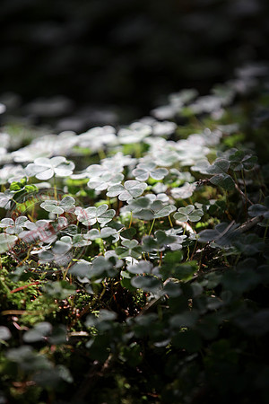 Clover in the Forest