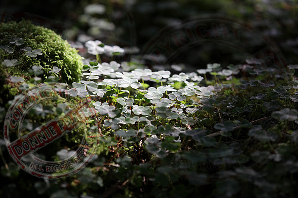 Clover in the Forest
