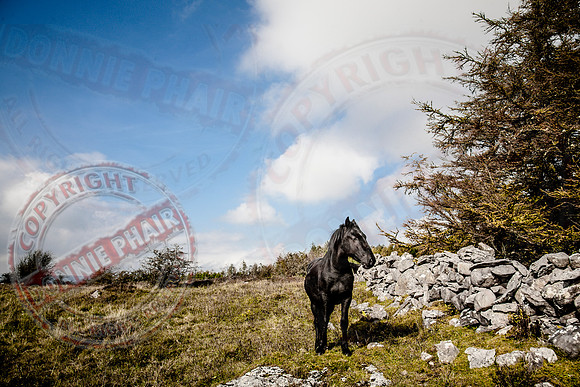 The Proud Horse.