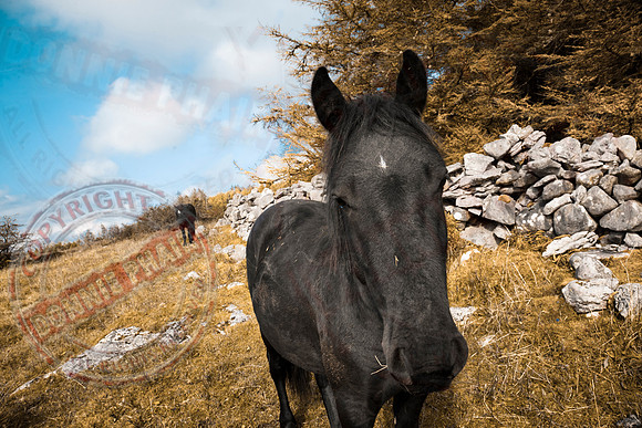 Nosey Horses