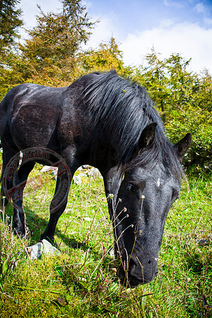The Hungry Horse
