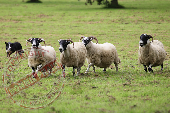 Sheepdog Trials in Belcoo.