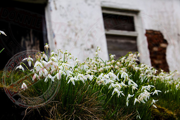 "Snowdrops and the Empty House"