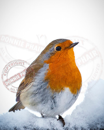 Robin on my fence.