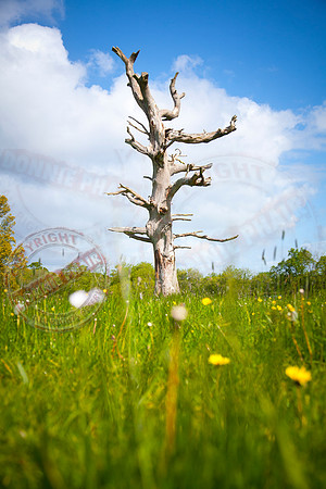 The Elephant Tree.