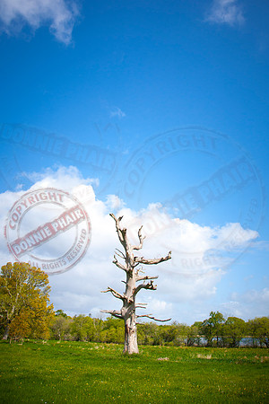 The Elephant Tree.