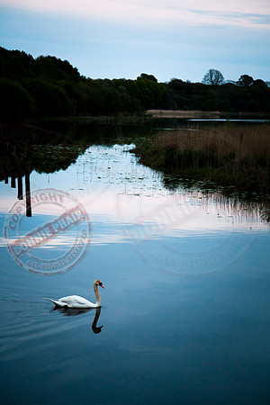 Scenery at Crom Castle, Co. Fermanagh.