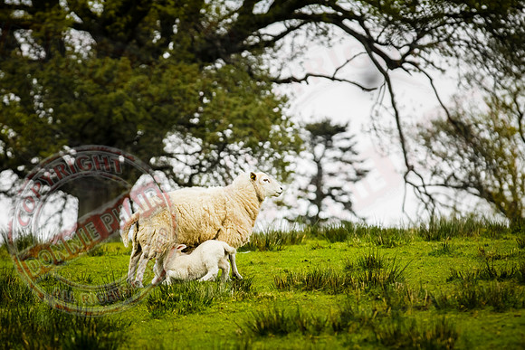The Mothering Ewe.