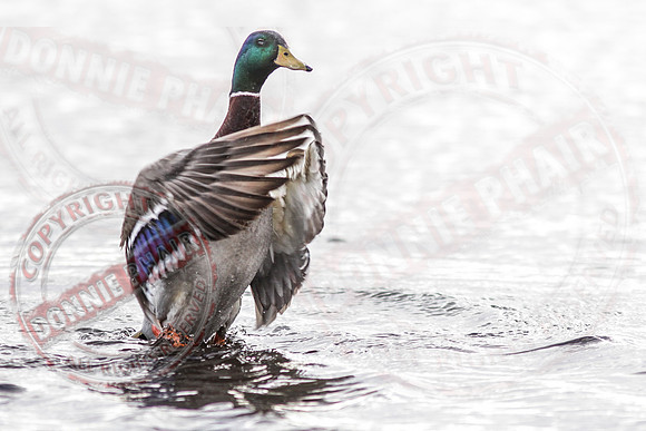 The Jesus Duck, Killyfole, Roslea, County Fermanagh.