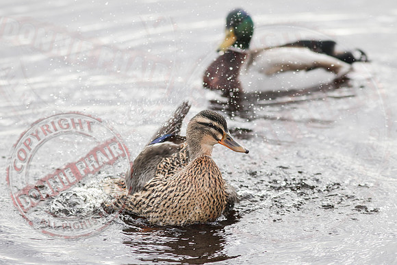 Him and Her Ducks, Killyfole, Roslea, County Fermanagh.