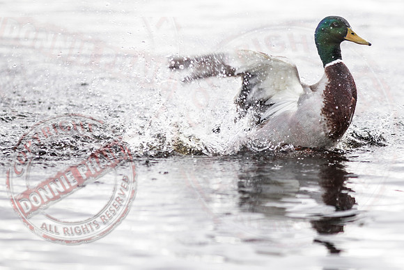 The Landing Duck