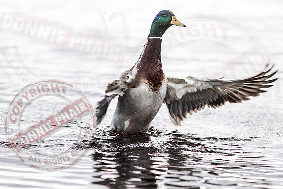 In a Flap, Duck, Killyfole, Roslea, Fermanagh.