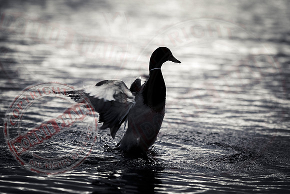 The Duck's Silhouette, Killyfole, Roslea, County Fermanagh.