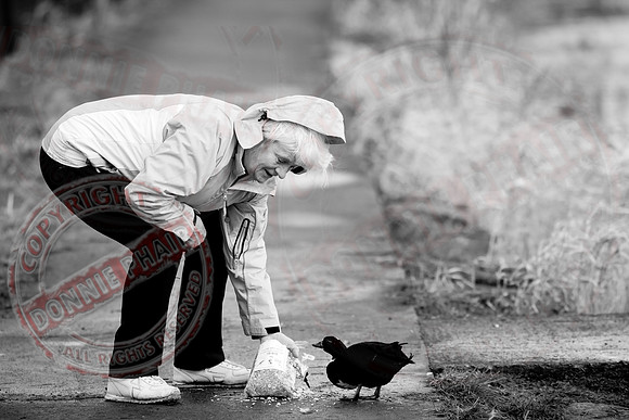 Duck Feeder