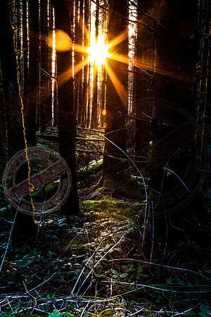 Sunburst at Coolnasillagh Forest near Lisnaskea.