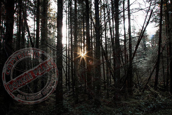 Sunburst at Coolnasillagh Forest near Lisnaskea.