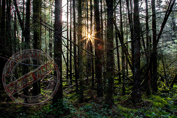 Sunburst at Coolnasillagh Forest near Lisnaskea.