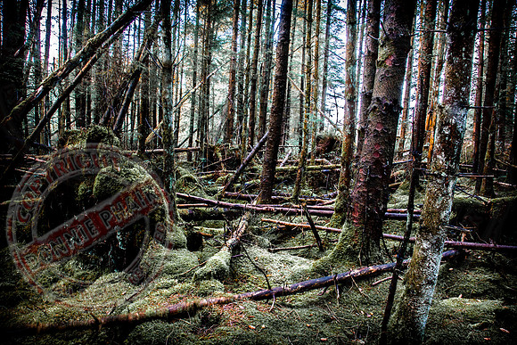 The Forest Floor.