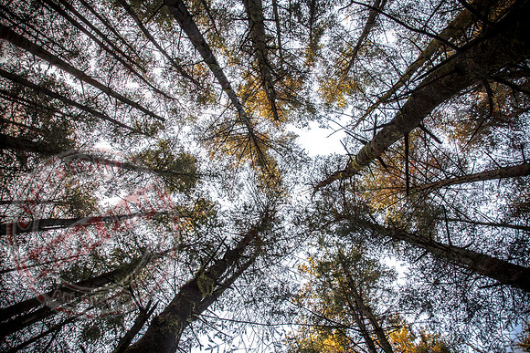 The Canopy.