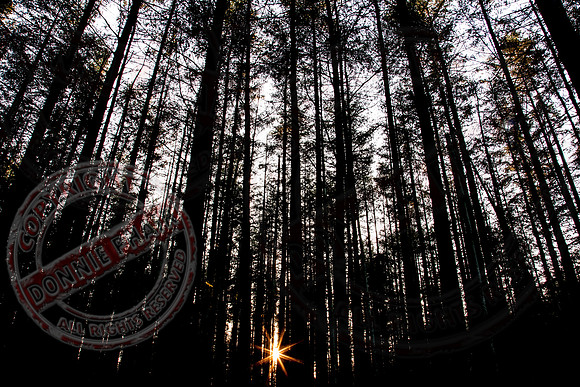 Sunburst at Coolnasillagh Forest near Lisnaskea.