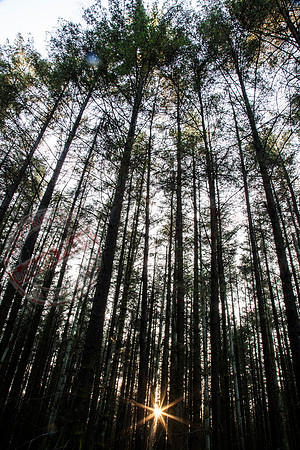 Sunburst at Coolnasillagh Forest near Lisnaskea.