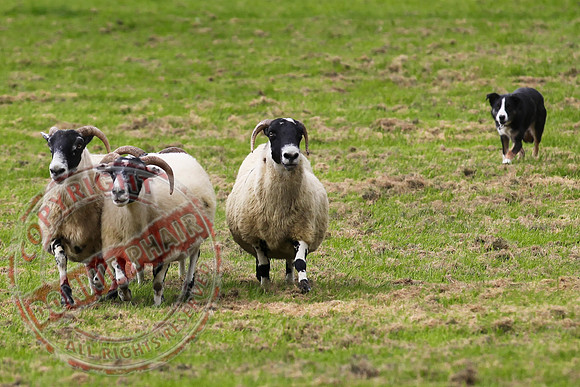 Sheepdog Trials in Belcoo.