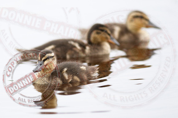 Killyfole Wildfowl