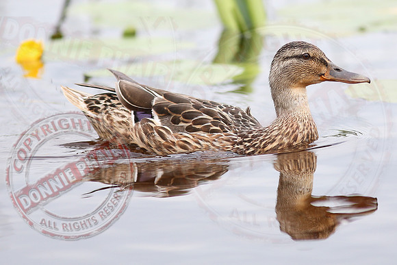 Killyfole Wildfowl