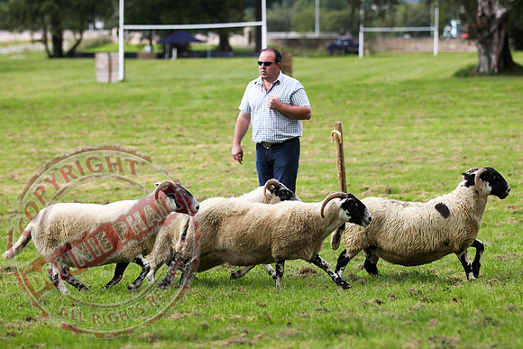 Sheepdog Trials in Belcoo.