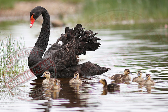 Killyfole Wildfowl