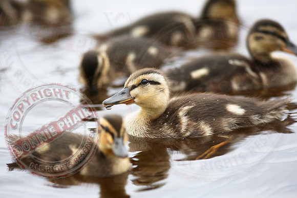 Killyfole Wildfowl