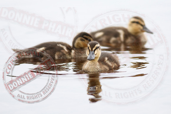Killyfole Wildfowl